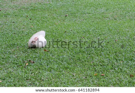 White hat fall leat on green grass.