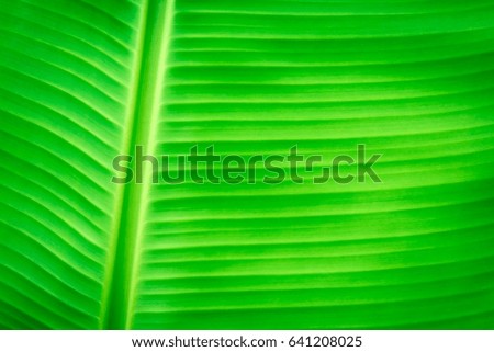 Pattern of leaves of banana trees from nature.