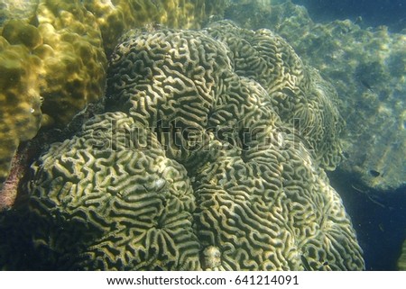 Grooved brain coral grow at the coral reef under the sea. Underwater picture