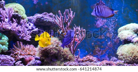 Reef tank, marine aquarium full of fishes and plants. Tank filled with water for keeping live underwater animals. Gorgonaria, Clavularia. Zoanthus. Zebrasoma. Percula. Oxycirrhites typus, Bleeker. Royalty-Free Stock Photo #641214874