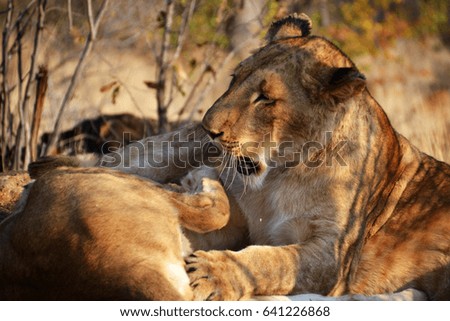 Lions near Victoria Falls in Botswana