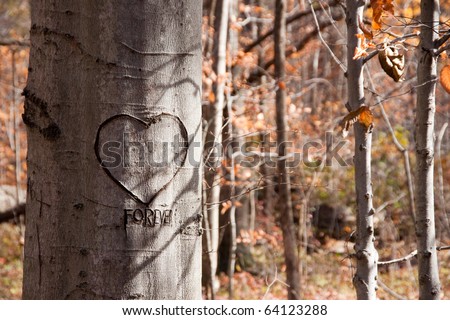 A tree in an autumn woods with a heart and the word forever craved into the bark