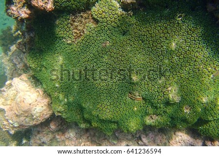Fluorescence grass coral (Galaxea fascicularis) grow on the coral reef under the sea. Underwater picture