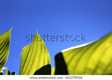Beautiful leaves of the hosts against the blue sky. Can be used 