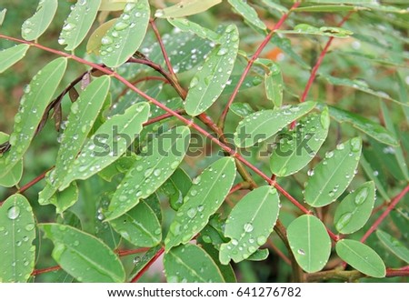 Water drops on leaves, Natural green background
