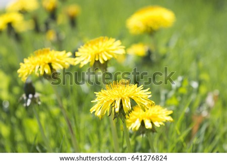 Landscape close up picture of Dandilions on a yard