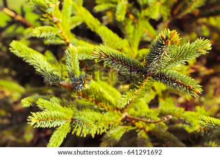 Fresh pine branches background