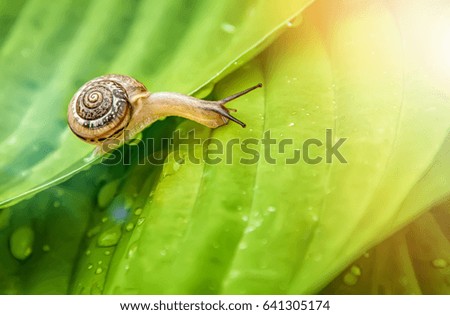 Little snail crawling on green leaf with drops of water on a Sunny day.