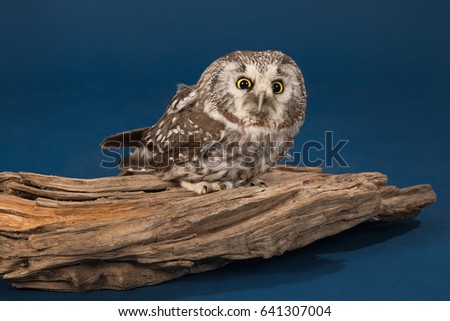 The owl small gray color sits on a piece of wood and looks big round eyes of yellow color on a blue background.