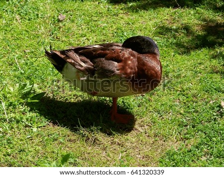 Duck in the nature
