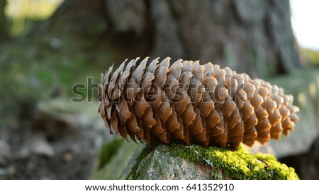 fir cone in the forest lying on the ground and hanging on branches. close up pictures.