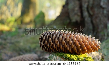 fir cone in the forest lying on the ground and hanging on branches. close up pictures.