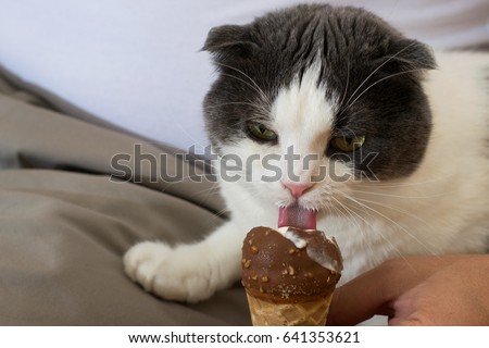 Funny black and white cat eating ice cream
