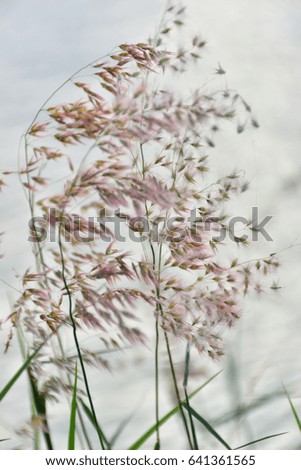 White flowers look soft grass. The background is  White water