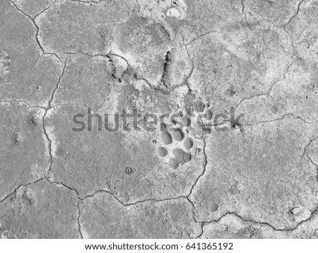 Dog prints on the stone surface of the earth