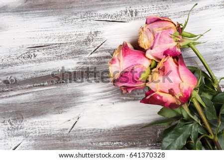 rose on the wooden background on holiday gift