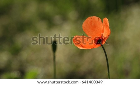 A poppy pops in the wind.Morning dew on a poppy lawn.May poppies in the meadow.Beautiful, gentle, field poppy.Fragile, delicate creature.
Purple, pink, red, different – poppy.Bee Gourmand.light Game.