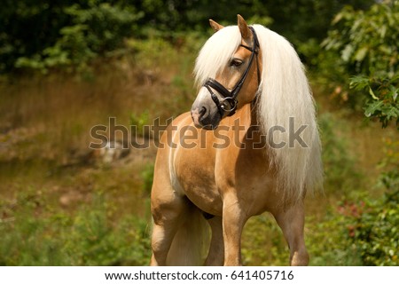 Haflinger horse posing in a forest, the Netherlands Royalty-Free Stock Photo #641405716