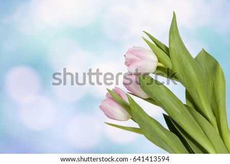 Fresh spring  pink tulip banner with copy space on blue sky background for special ocasion