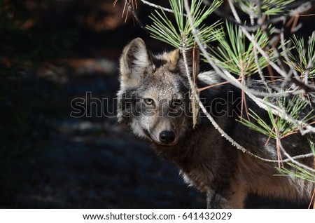 Eastern Wolf in natural habitat in Algonquin Park Royalty-Free Stock Photo #641432029