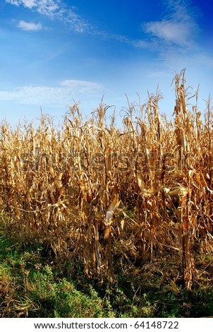 Autumn Corn field Royalty-Free Stock Photo #64148722