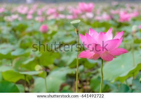 Beautiful full bloom pink lotus flowers with blur lotus background