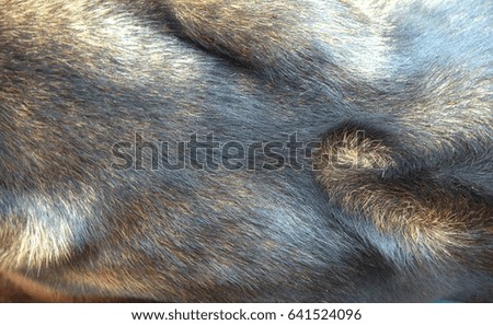 Saddle dog close up.