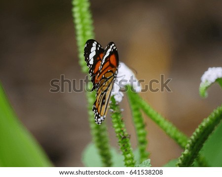 common tiger or monarch butterfly perched on small white flower
