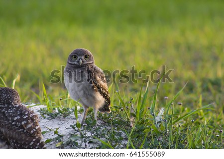 Baby Burrowing owl