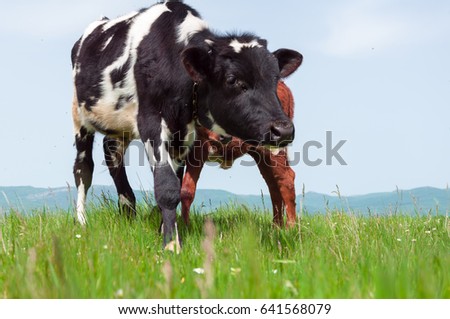Cows on summer pasture