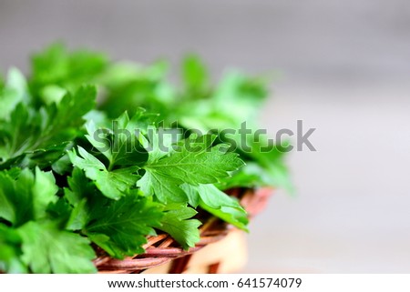 Fresh parsley leaves. Rich source of natural antioxidants, folic acid, vitamin K, vitamin C and vitamin A. Garden parsley herbs. Rustic style. Closeup