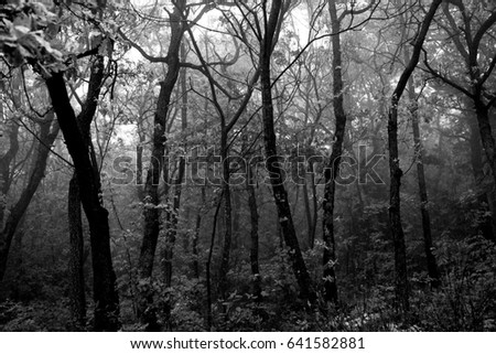 View of trees in the middle of a wood, with mist and fog, dark and mysterious mood