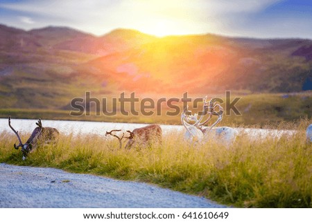 A herd of deer grazing in a meadow in Lapland