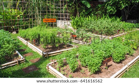Small Organic garden 