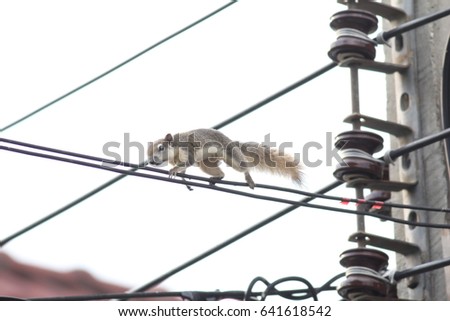 Tree shrew was  climbing on Low voltage power cable