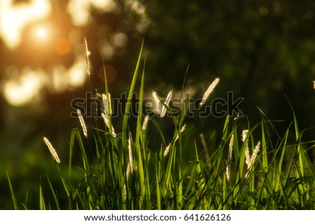Flowers grass with sunlight background.