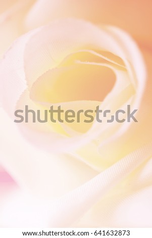 Colorful singles rose flowers fabric made with gradient for background and postcard,Abstract,texture,Soft and blur style.