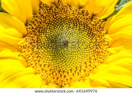The closeup or macro picture of yellow flower named Helianthus or sunflower