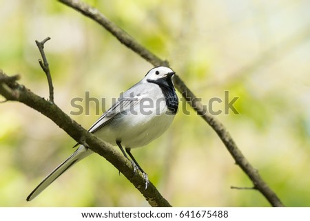 The picture shows a wagtail on the grass