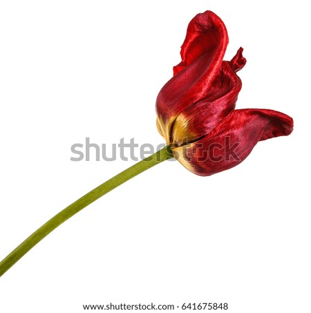 Faded buds of red tulips. Isolated on white background