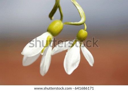 Snowdrops in the spring 