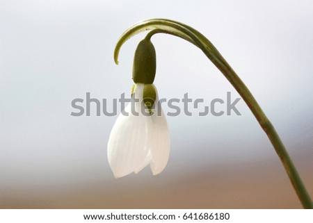 Snowdrops in the spring 
