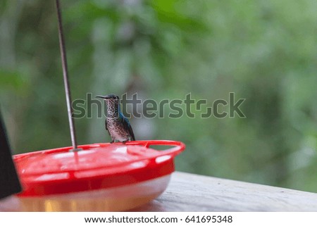 Hummingbird in Panama (Gamboa National Park)