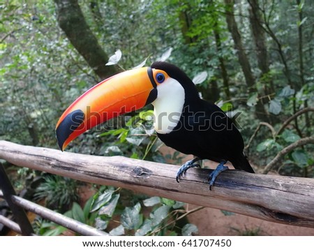 Toco Toucan (American Barbets) big bird with brighted large colorful bills.