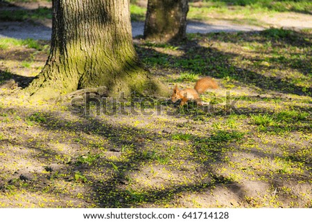 Squirrel in park