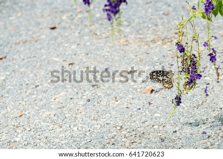 Closeup butterfly on flower ( tiger butterfly)