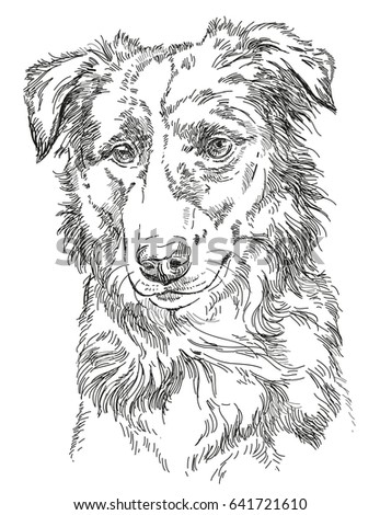  Border collie vector isolated hand drawing illustration in black color on white background