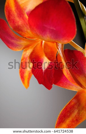 Red and Orange Orchid