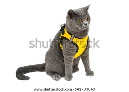 little cute yellow eyes british cat with harness isolated on white background  