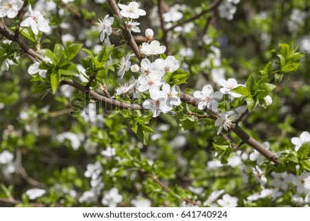 blossoming trees, beautiful spring background.